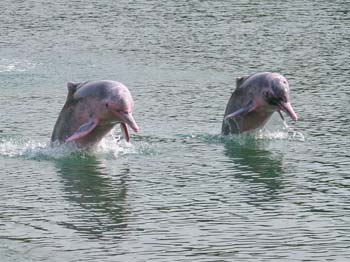 Two Porpoises