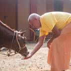 Srila Guru Maharaja Feeding Laksmi