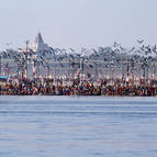 Seagulls and Sadhus at the Sangam