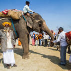 A Kumbha-Mela Elephant