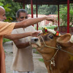 Visnu Maharaja performing go-puja