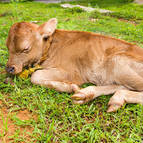 Dharma- Our New Baby Bull - Photo 