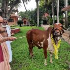 Govardhana Puja 2021 - Photo 