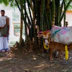 Govardhan Puja 2022 - Photo 