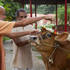 Visnu Maharaja performing go-puja