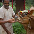 Feeding Ekadasi a laddu